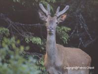 images/CERF-ET-CHEVREUIL/cerf-16 copie.jpg